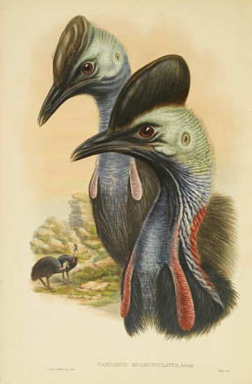 (BIRDS.) Gould, John; and Sharpe, Richard Bowdler. Birds of New Guinea and the Adjacent Papuan Islands. Vols. 2-5 (of 5). 1875-88